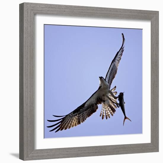 Osprey Carries Fish in Talons as it Flies over the Players Championship Golf Tournament in Florida-null-Framed Photographic Print