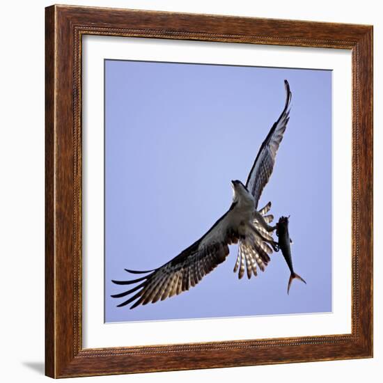 Osprey Carries Fish in Talons as it Flies over the Players Championship Golf Tournament in Florida-null-Framed Photographic Print