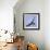 Osprey Carries Fish in Talons as it Flies over the Players Championship Golf Tournament in Florida-null-Framed Photographic Print displayed on a wall