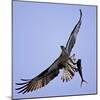 Osprey Carries Fish in Talons as it Flies over the Players Championship Golf Tournament in Florida-null-Mounted Photographic Print