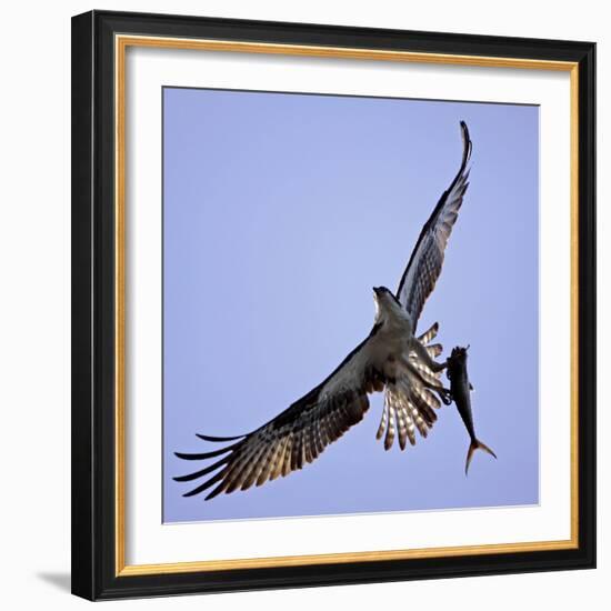 Osprey Carries Fish in Talons as it Flies over the Players Championship Golf Tournament in Florida-null-Framed Photographic Print