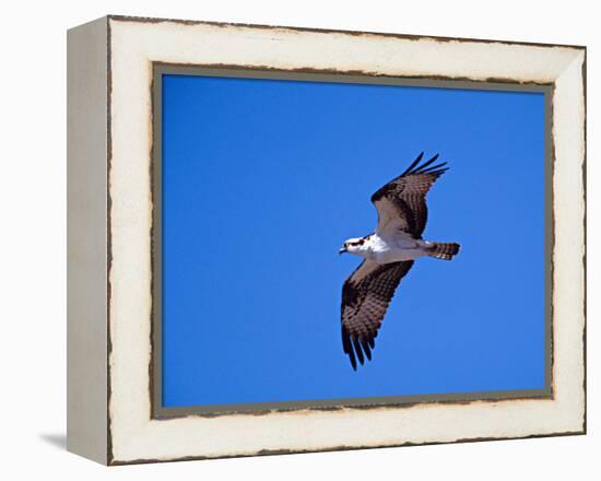 Osprey Chick in Flight-Charles Sleicher-Framed Premier Image Canvas