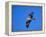 Osprey Chick in Flight-Charles Sleicher-Framed Premier Image Canvas