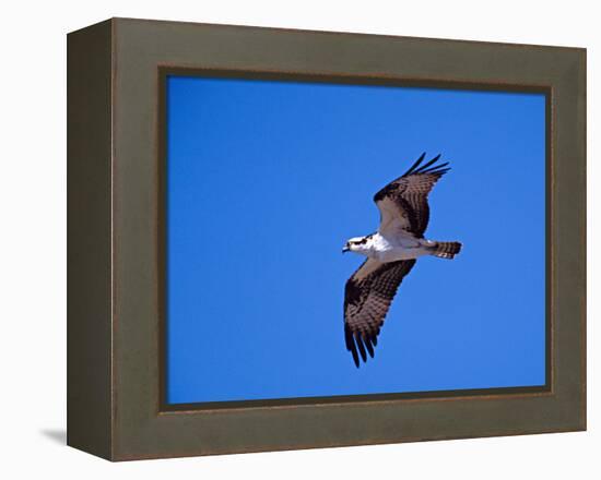 Osprey Chick in Flight-Charles Sleicher-Framed Premier Image Canvas