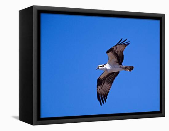 Osprey Chick in Flight-Charles Sleicher-Framed Premier Image Canvas