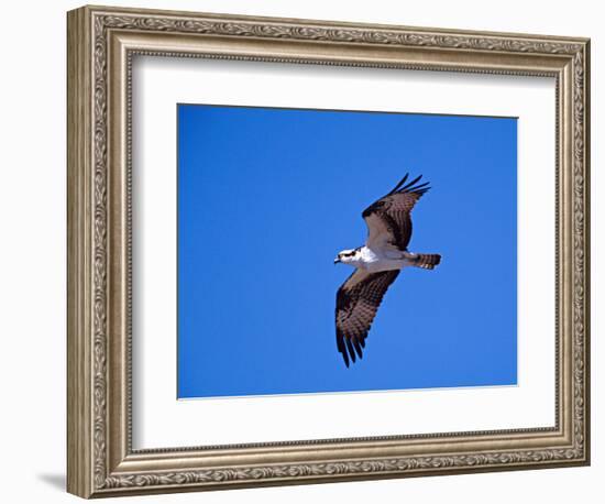 Osprey Chick in Flight-Charles Sleicher-Framed Photographic Print