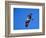 Osprey Chick in Flight-Charles Sleicher-Framed Photographic Print