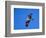Osprey Chick in Flight-Charles Sleicher-Framed Photographic Print