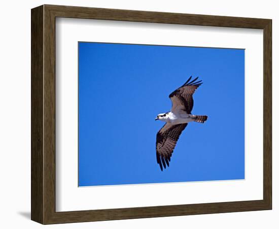 Osprey Chick in Flight-Charles Sleicher-Framed Photographic Print