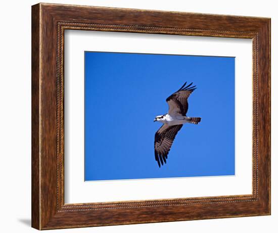 Osprey Chick in Flight-Charles Sleicher-Framed Photographic Print