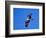 Osprey Chick in Flight-Charles Sleicher-Framed Photographic Print