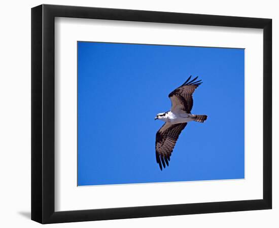 Osprey Chick in Flight-Charles Sleicher-Framed Photographic Print