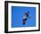 Osprey Chick in Flight-Charles Sleicher-Framed Photographic Print