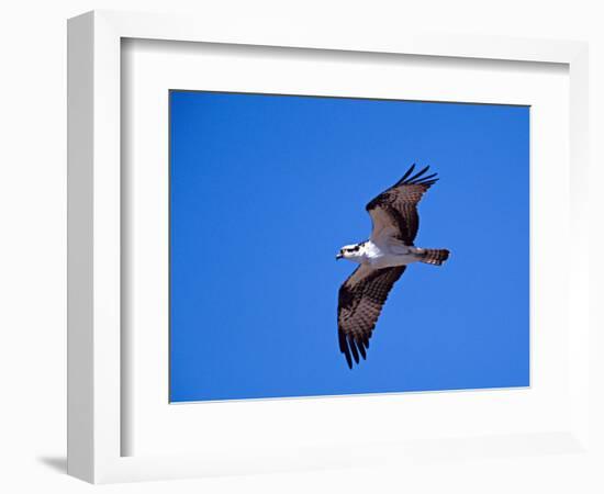 Osprey Chick in Flight-Charles Sleicher-Framed Photographic Print