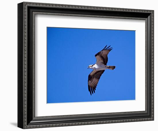 Osprey Chick in Flight-Charles Sleicher-Framed Photographic Print