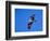 Osprey Chick in Flight-Charles Sleicher-Framed Photographic Print