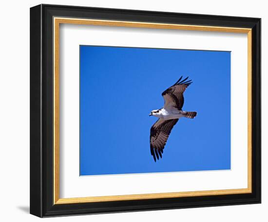 Osprey Chick in Flight-Charles Sleicher-Framed Photographic Print