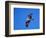 Osprey Chick in Flight-Charles Sleicher-Framed Photographic Print