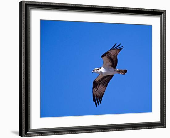 Osprey Chick in Flight-Charles Sleicher-Framed Photographic Print