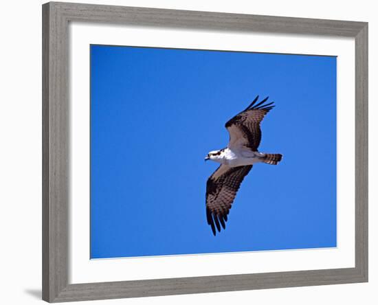 Osprey Chick in Flight-Charles Sleicher-Framed Photographic Print