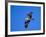 Osprey Chick in Flight-Charles Sleicher-Framed Photographic Print