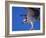 Osprey Close-up-Charles Sleicher-Framed Photographic Print