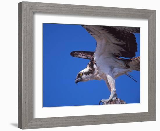 Osprey Close-up-Charles Sleicher-Framed Photographic Print