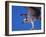 Osprey Close-up-Charles Sleicher-Framed Photographic Print