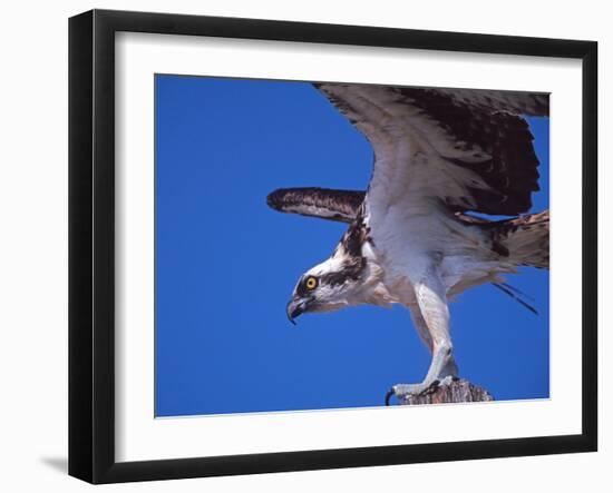 Osprey Close-up-Charles Sleicher-Framed Photographic Print