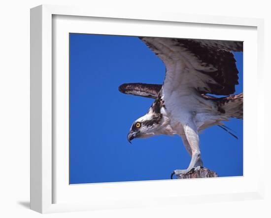 Osprey Close-up-Charles Sleicher-Framed Photographic Print