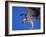 Osprey Close-up-Charles Sleicher-Framed Photographic Print