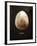 Osprey Egg-Chris Dunker-Framed Giclee Print