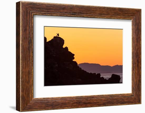 Osprey fledgling strengthening wing in nest, Mexico-Claudio Contreras-Framed Photographic Print