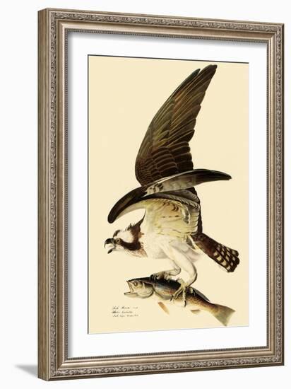 Osprey in Flight-John James Audubon-Framed Giclee Print