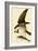 Osprey in Flight-John James Audubon-Framed Giclee Print