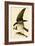 Osprey in Flight-John James Audubon-Framed Giclee Print