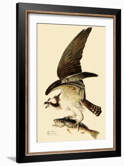 Osprey in Flight-John James Audubon-Framed Giclee Print