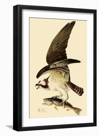 Osprey in Flight-John James Audubon-Framed Giclee Print