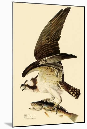 Osprey in Flight-John James Audubon-Mounted Giclee Print