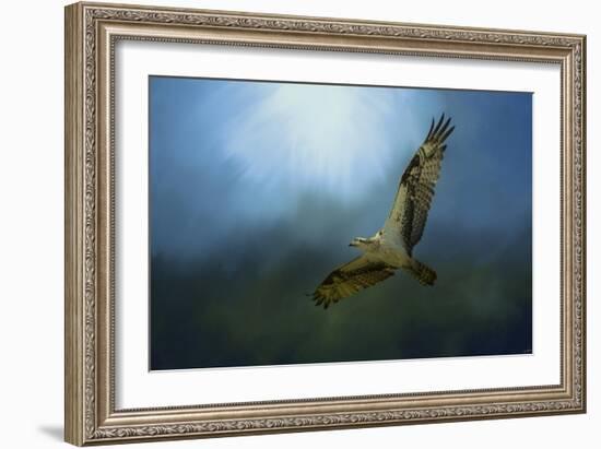 Osprey in the Evening Light-Jai Johnson-Framed Giclee Print