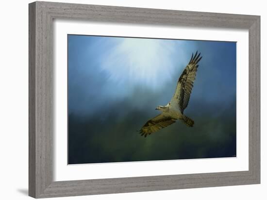 Osprey in the Evening Light-Jai Johnson-Framed Giclee Print