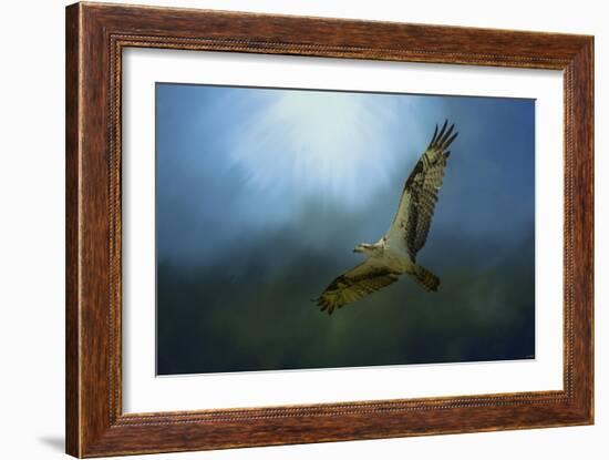 Osprey in the Evening Light-Jai Johnson-Framed Giclee Print