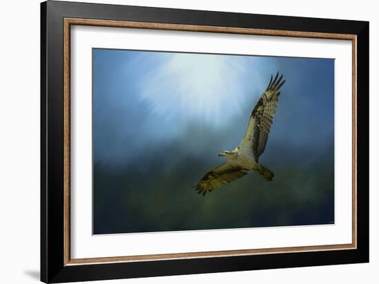 Osprey in the Evening Light-Jai Johnson-Framed Giclee Print