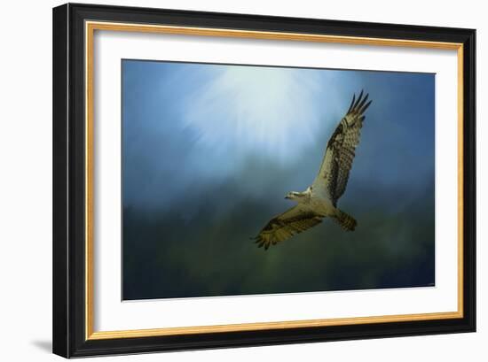 Osprey in the Evening Light-Jai Johnson-Framed Giclee Print