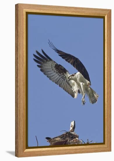 Osprey Landing at its Nest-Hal Beral-Framed Premier Image Canvas