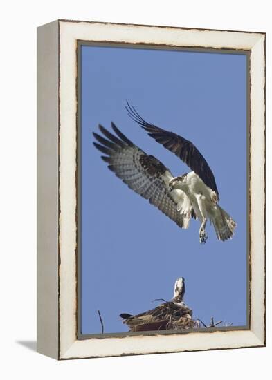 Osprey Landing at its Nest-Hal Beral-Framed Premier Image Canvas