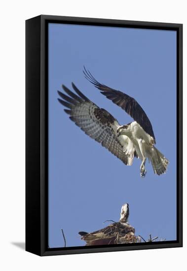 Osprey Landing at its Nest-Hal Beral-Framed Premier Image Canvas