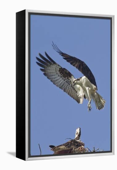 Osprey Landing at its Nest-Hal Beral-Framed Premier Image Canvas