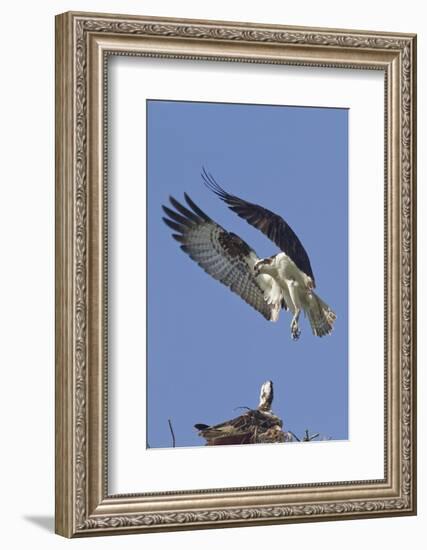 Osprey Landing at its Nest-Hal Beral-Framed Photographic Print