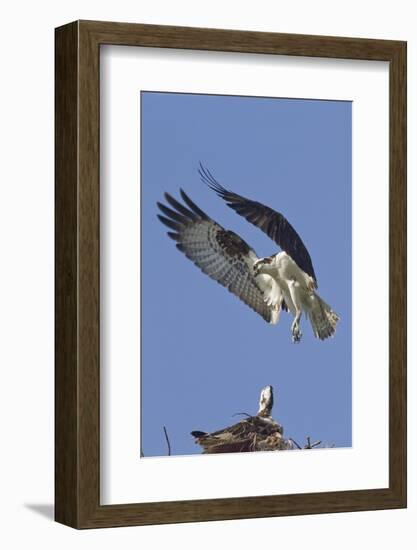 Osprey Landing at its Nest-Hal Beral-Framed Photographic Print